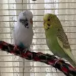 Suche neues Zuhause für meine 2 Piepser Bild 2