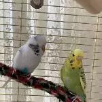 Suche neues Zuhause für meine 2 Piepser Bild 1