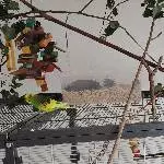 Männer Welli-WG sucht neues Zuhause Bild 2