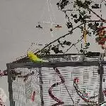 Männer Welli-WG sucht neues Zuhause Bild 1