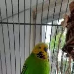 Welli-Hahn Mango sucht neues Zuhause mit neuen Freunden Bild 1