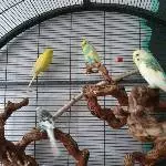 4 Wellis in liebevolle Hände abzugeben  Bild 2