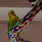 Wellidame Buffy sucht ein neues Zuhause Bild 1