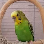 Wellidame Buffy sucht ein neues Zuhause Bild 2