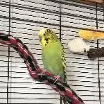 Kalle sucht neue Freunde! Bild 1