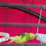Ben und Flöckchen suchen ein liebevolles Zuhause Bild 1