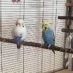 3 Wellensittiche mit großer Voliere Bild 1