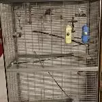 3 Wellensittiche mit großer Voliere Bild 2
