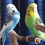 2 Wellensittiche Bild 1