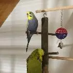 Welli Henne sucht neues Zuhause Bild 1