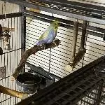 Welli Henne sucht neues Zuhause Bild 2