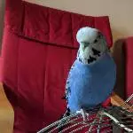 Paddy sucht ein liebevolles neues zu Hause Bild 1