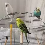3 bezaubernde Wellis suchen neues Zuhause  Bild 1