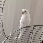 3 bezaubernde Wellis suchen neues Zuhause  Bild 2