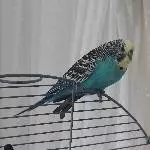 3 bezaubernde Wellis suchen neues Zuhause  Bild 3