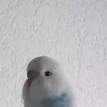 Zahme Wellis Bild 1