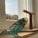 Welli-Hahn sucht neues Zuhause Bild 2