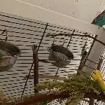 Augustinchen (Welli-Henne, 6 Jahre) ist jetzt leider allein und sucht ein liebevolles neues Zuhause Bild 1