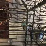 Einsamer Welli (6. J) sucht wieder Anschluss Bild 2