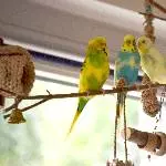 Männertrio sucht neuen Schwarm (auch 2 und 1 möglich) Bild 3
