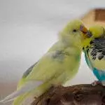 Männertrio sucht neuen Schwarm (auch 2 und 1 möglich) Bild 1