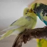 Männertrio sucht neuen Schwarm (auch 2 und 1 möglich) Bild 4