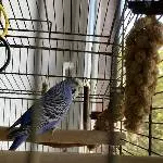 Mavis sucht ein neues Zuhause Bild 1