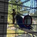 Mavis sucht ein neues Zuhause Bild 2