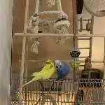Suche liebevolles Zuhause für meine Wellis Bild 1
