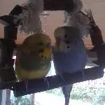 2 Wellis abzugeben Bild 1