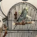 Ernie und Bert suchen ein neues Zuhause Bild 1