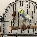 Ernie und Bert suchen ein neues Zuhause Bild 4