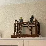 Ernie und Bert suchen ein neues Zuhause Bild 2