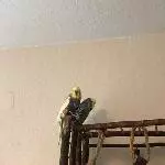 Ernie und Bert suchen ein neues Zuhause Bild 5