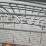 Die Wellis Bacio und Piccina suchen ein neues zu Hause Bild 2