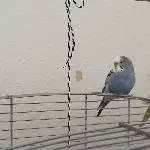 Die Wellis Bacio und Piccina suchen ein neues zu Hause Bild 1
