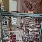 Drei Wellensittiche suchen ein neues Zuhause Bild 1