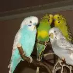 5 Flauschies suchen neues Zuhause Bild 1
