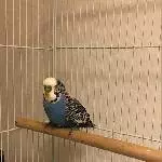 Charly sucht liebesvolles neues Zuhause Bild 1