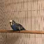 Charly sucht liebesvolles neues Zuhause Bild 3