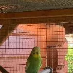 3 Wellensittiche suchen eine neue Bleibe Bild 6