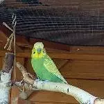 3 Wellensittiche suchen eine neue Bleibe Bild 7
