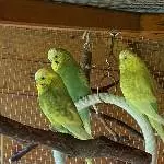 3 Wellensittiche suchen eine neue Bleibe Bild 1