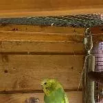 3 Wellensittiche suchen eine neue Bleibe Bild 2