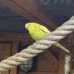 3 Wellensittiche suchen eine neue Bleibe Bild 9