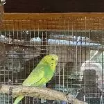 3 Wellensittiche suchen eine neue Bleibe Bild 3