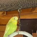 3 Wellensittiche suchen eine neue Bleibe Bild 5