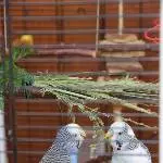 Welli und Wolli suchen ein neues Zuhause. Bild 6