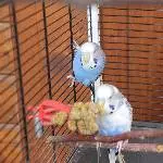 Welli und Wolli suchen ein neues Zuhause. Bild 2