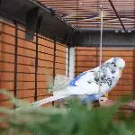 Welli und Wolli suchen ein neues Zuhause. Bild 1